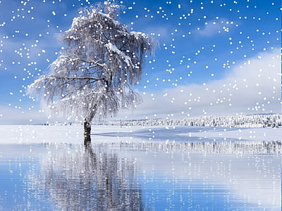 bare tree with snow thumbnail