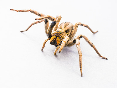 brown and black spider on white surface thumbnail
