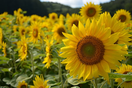 yellow sunflower meadow thumbnail