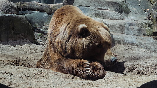 closeup photo of bear on brown sand thumbnail