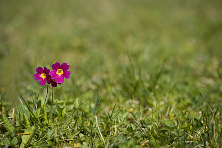 two purple-and-yellow flowers thumbnail