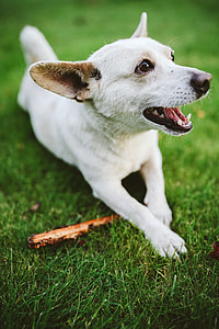Dog playing with stick thumbnail