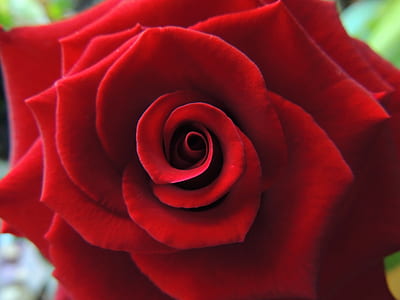 close up photo of red petaled flower thumbnail