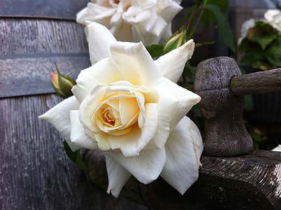 white rose in shallow photography thumbnail