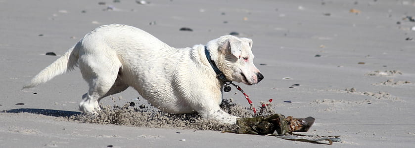medium short-coated white dog thumbnail