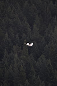 white bird flying above trees at daytime thumbnail