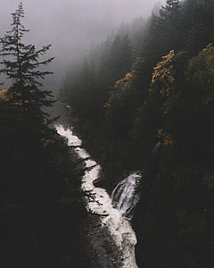 river covered with trees and fog thumbnail