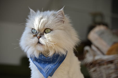 odd-eye cat wearing blue scarf thumbnail