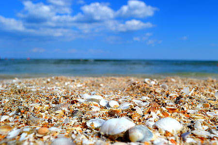 close-up photo of shells on shore thumbnail