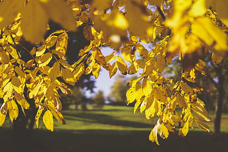 yellow leaf tree thumbnail