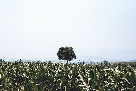 green grass field with trees thumbnail