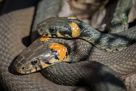 close-up photo of two black-and-brown snakes thumbnail