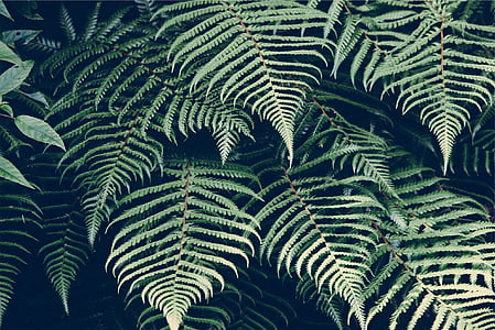 green fern plant thumbnail