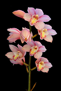 pink flowers thumbnail