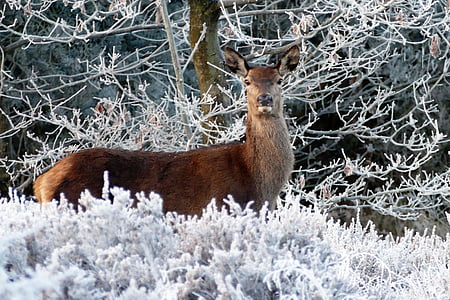 brown deer near tree thumbnail