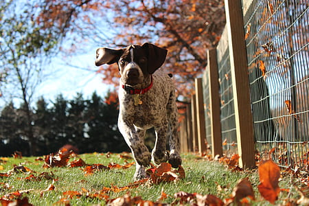 gray dog running near chain link fence thumbnail