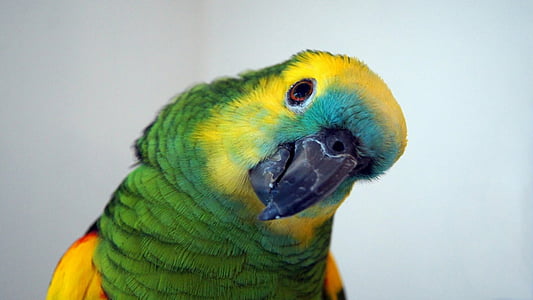 shallow focus photography of green and yellow parrot thumbnail