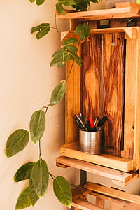 Green Oval Leaf Plant on Cabinet thumbnail