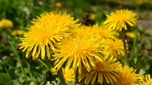 Dandelion, Cream Of Society thumbnail