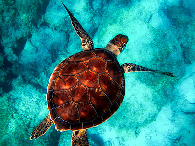 brown and white tortoise on clear blue water thumbnail