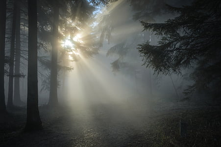 pine tree covered with fog taken at daytime thumbnail