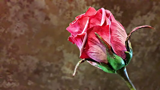 red rose close-up photo thumbnail