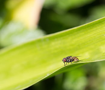macro photography of fly thumbnail
