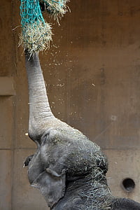 gray elephant perform thumbnail