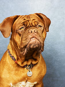 photo of short-coated brown dog thumbnail