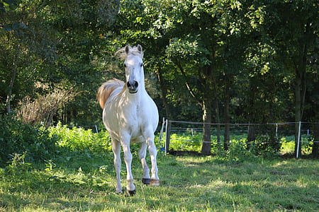 white horse near green leaves trees on green grass field thumbnail