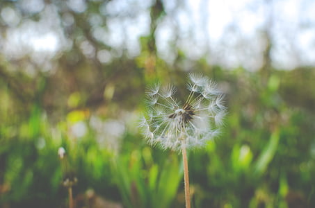 selective focus photography of dandelion flower thumbnail
