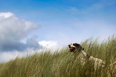 white and brown dog on green grass thumbnail