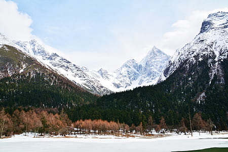 forest mountain covered by snow thumbnail