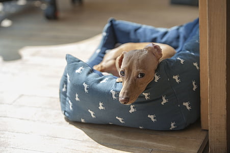 tan dachshund in the pet bed thumbnail