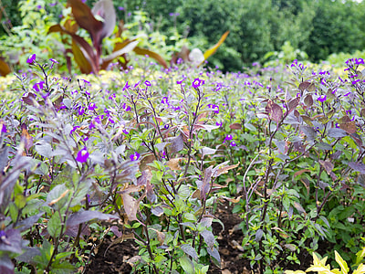 purple cluster flowers at daytime thumbnail