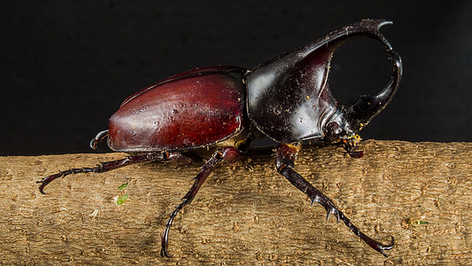 Tropical Beetles, Rhinoceros Beetle thumbnail