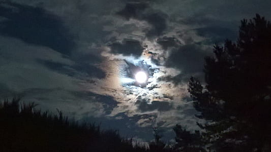 trees under moon thumbnail