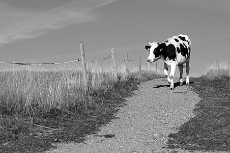 white and black cattle walking at daytime thumbnail
