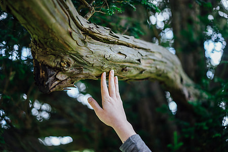 person holding brown tree trunk thumbnail