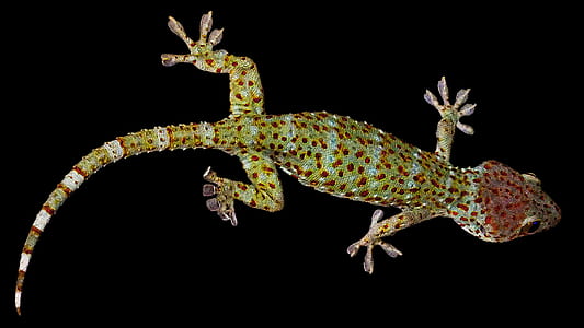green gecko thumbnail
