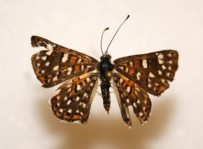 Palmer's Metalmark, Apodemia palmeri thumbnail