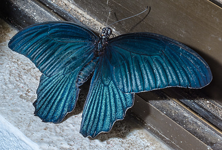 blue butterfly decor thumbnail