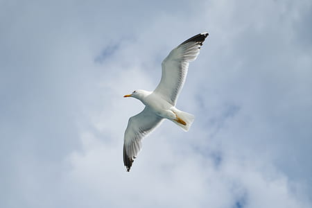 on flight white bird thumbnail