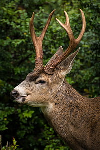 focus photo of moose thumbnail