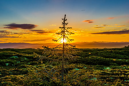 aerial view of pine tree thumbnail