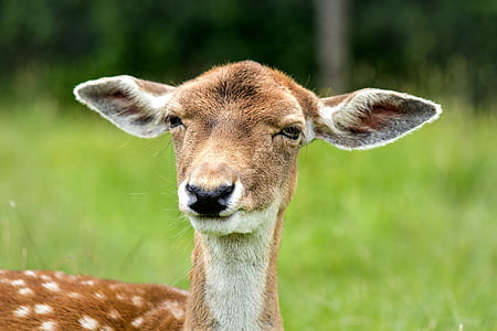 brown and white deer focus photography thumbnail