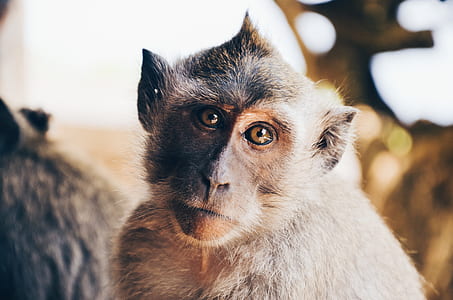 brown monkey in shallow photography thumbnail