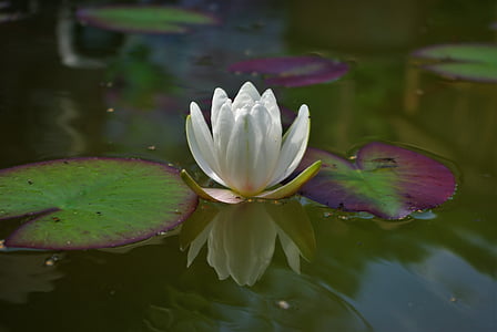 selective focus photo of white water lily flower thumbnail