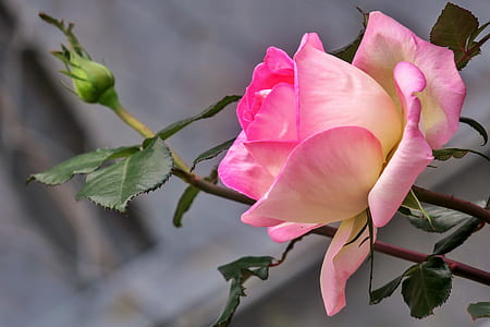 shallow focus photography of pink and yellow flower thumbnail