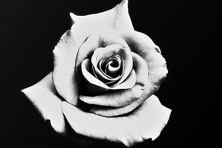 gray rose in bloom close-up photography thumbnail